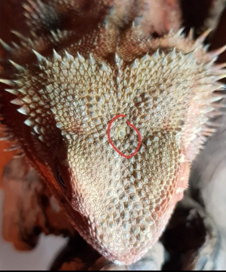 3 ème oeil pogona