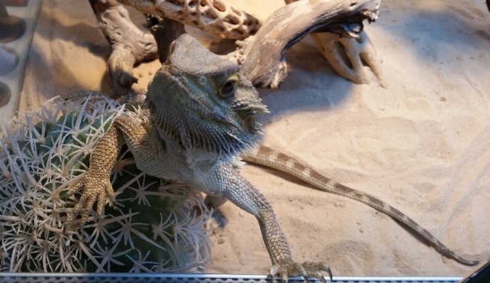 Pogona curieux branche