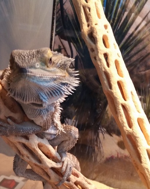 Pogona curieux branche 