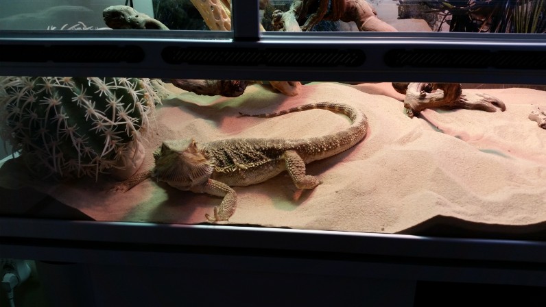 Trous creusé pogona hivernation