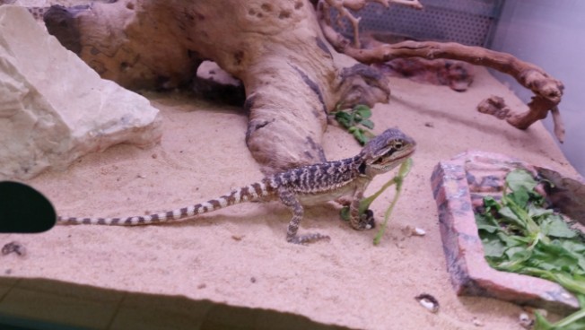 bébé pogona mange salade